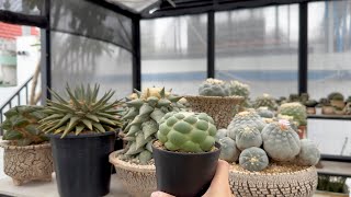 80  Chia sẻ về Coryphantha elephantidens cv Tanshi Zougemaru inermis [upl. by Lanam]