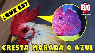 ¿Que Significa la Cresta Morada o Azul en los Gallos [upl. by Aniala]