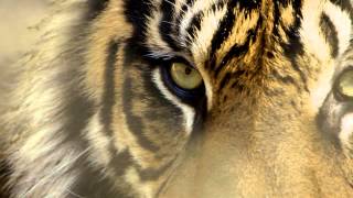 Tiger Eyes [upl. by Nitsid]