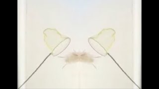 Eyelashes  Moth Visualizer [upl. by Ozneral872]