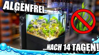 Algenfreies Aquascape Aquarium nach 14 Tagen [upl. by Annay]