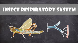 Insect Respiratory System  Entomology [upl. by Flagler]