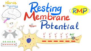 Resting Membrane Potential RMP  Nerve Physiology [upl. by Skye827]