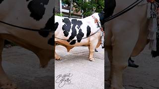 Hefty Holstein bull with exceptional depth [upl. by Efal432]