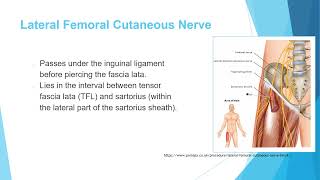 Anatomy 4 Nerves of the lower extremity [upl. by Anderson]