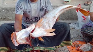 Amazing Giant Wallago Attu Koral Fish Cutting In Dhaka Fish Market  Fish Cutting Skills [upl. by Adnuahsar]