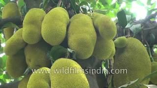 Jackfruit or Kathal tree of India [upl. by Anahtor]