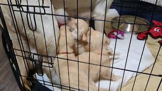 Puppies are watched by Dad dog untill Mam dog comes to the rescue to feed them [upl. by Naired]