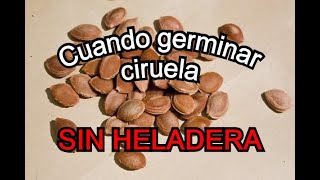 Como GERMINAR semilla de CIRUELA [upl. by Eetnwahs]