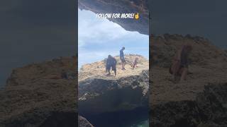 CLIFF JUMPING IN ARUBA OCEAN SCARY🫣😱🌊 vacation aruba funny cliffbeach dreambeach [upl. by Musette]