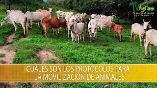 Cuales son los Protocolos para la Movilizacion de Animales  TvAgro por Juan Gonzalo Angel Restrepo [upl. by Ylrebmik]