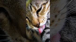 How beautiful Part4 Wildcat tadoba tadoba tadobajunglesafari travel wildlife [upl. by Alitta]