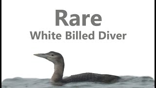 Finally seeing the Rare White Billed Diver [upl. by Izabel]