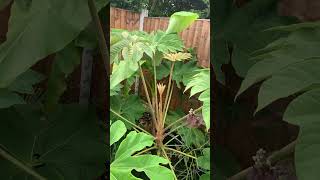 Tetrapanax starting to get pretty big now Tetrapanax Tropical plants garden shorts [upl. by Fabron]