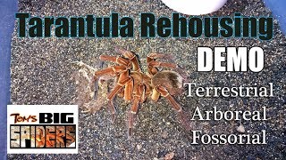 Rehousing Demo ft Terrestrial Arboreal and Fossorial Tarantulas [upl. by Kcirded149]