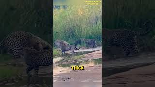 Honey Badger Attacked by 3 Leopards [upl. by Goddart]