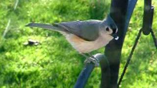 Tufted Titmouse [upl. by Steffane165]