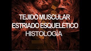 Músculo estriado esquelético  Histología [upl. by Loughlin]