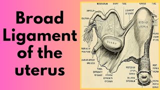 Broad ligament of the uterus  Mesometrium Mesovarium and Mesosalpinx [upl. by Etem]