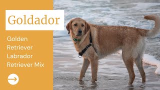 Goldador  Golden Retriever Labrador Retriever Mix [upl. by Vander]