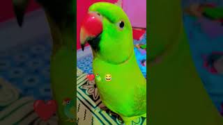 Mitthu Ko chaha bukhar hai 😂😂🦜 [upl. by Anilatac]