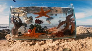 Making A Tide Pool Aquarium [upl. by Nuahsar]