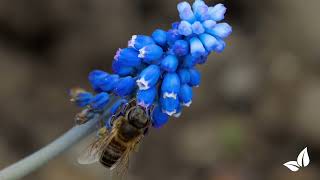 Muscari Armeniacum • Organifer [upl. by Dammahum]