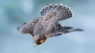 PEREGRINE FALCON  a dive fighter The FASTEST animal on the planet [upl. by Alfonse37]