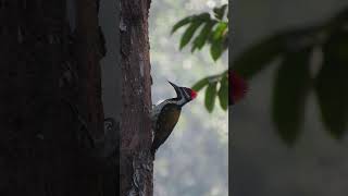 Blackrumped Flameback  Birds of Coorg birds nature birdwatching birdslover coorg [upl. by Onateag]