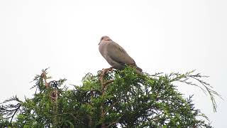 Redeyed Dove Underberg South Africa 2015 [upl. by Anahoj]