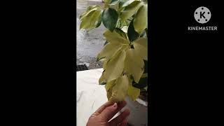 Schefflera or Umbrella पोधे को तेज़ी से कैसे बढाए 🪴 how to care schefflera plant [upl. by Siraj205]