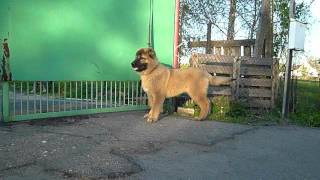 Caucasian Shepherd Dog FEMALE [upl. by Arni180]