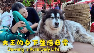 大王的乡下生活三重奏：跳水坑，吃肉，洗澡  Dawangs Countryside Life Diving into the Pond Eating Meat Bathing [upl. by Meraree]