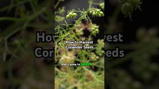 How to Harvest Coriander Seeds [upl. by Rattray600]