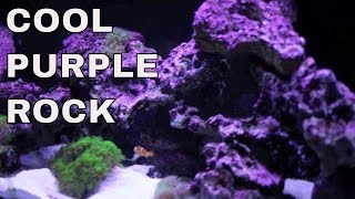 coralline algae in saltwater aquarium purple rock  rotter tube reef [upl. by Nylorahs128]