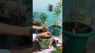 MARIGOLD bollywood song music hindisong deepika garden nightride gardening nightriding [upl. by Bayless]