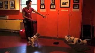 Using the TreatampTrain to Train a Possessive Aggressive Dog  drsophiayincom [upl. by Dane]