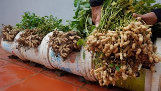 Another method to grow peanuts for your family the secret to having large amp abundant tubers [upl. by Nimajneb]