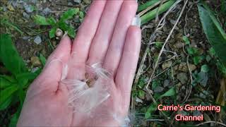 how to collect butterfly weed seeds how to direct sow butterfly weed seeds [upl. by Cressy]