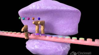 Inhibitors of protein synthesis [upl. by Ainegue]