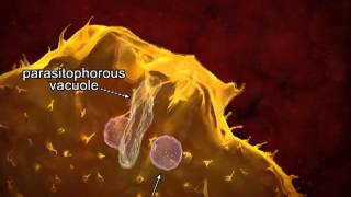 Animated life cycle of T cruzi in the human host [upl. by Hadias]