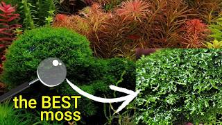 How to grow coral moss PROPAGATE your own riccardia chamedryfolia [upl. by Edrei558]