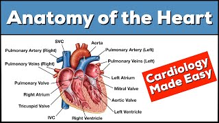 HEART  ANATOMY  PART 5  SIMPLIFIED [upl. by Koloski487]