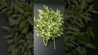 How to store Curry leaves for months without fridge in Tamil 😱 Kitchen Tips and Tricks [upl. by Eneluqcaj]