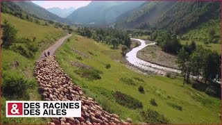 Transhumance dans les Alpes [upl. by Anerok]