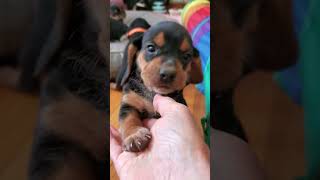 4 week Chunky baby BEAGLE Boys  Bellas sweet PUPPIES [upl. by Caswell]