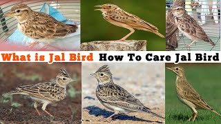 SkyLark Mushadi Jal Lundda Jal Whats Jal Bird [upl. by Klehm]