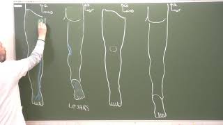 MI12  Espaces superficiels du membre inférieur Superficial fascia of the lower limb [upl. by Nnylharas372]