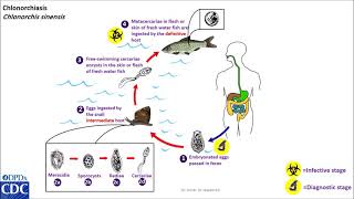 Clonorchis sinensis life cycle [upl. by Placeeda403]