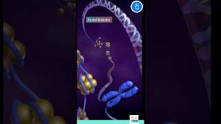 Chromatin Chromosomes and Chromatid Nucleosome and DNA [upl. by Marshal]